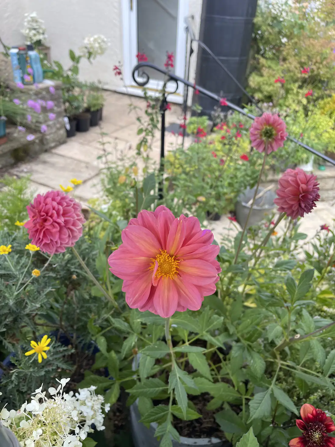 Dahlias flowering in galvanised containers on a paved terrace