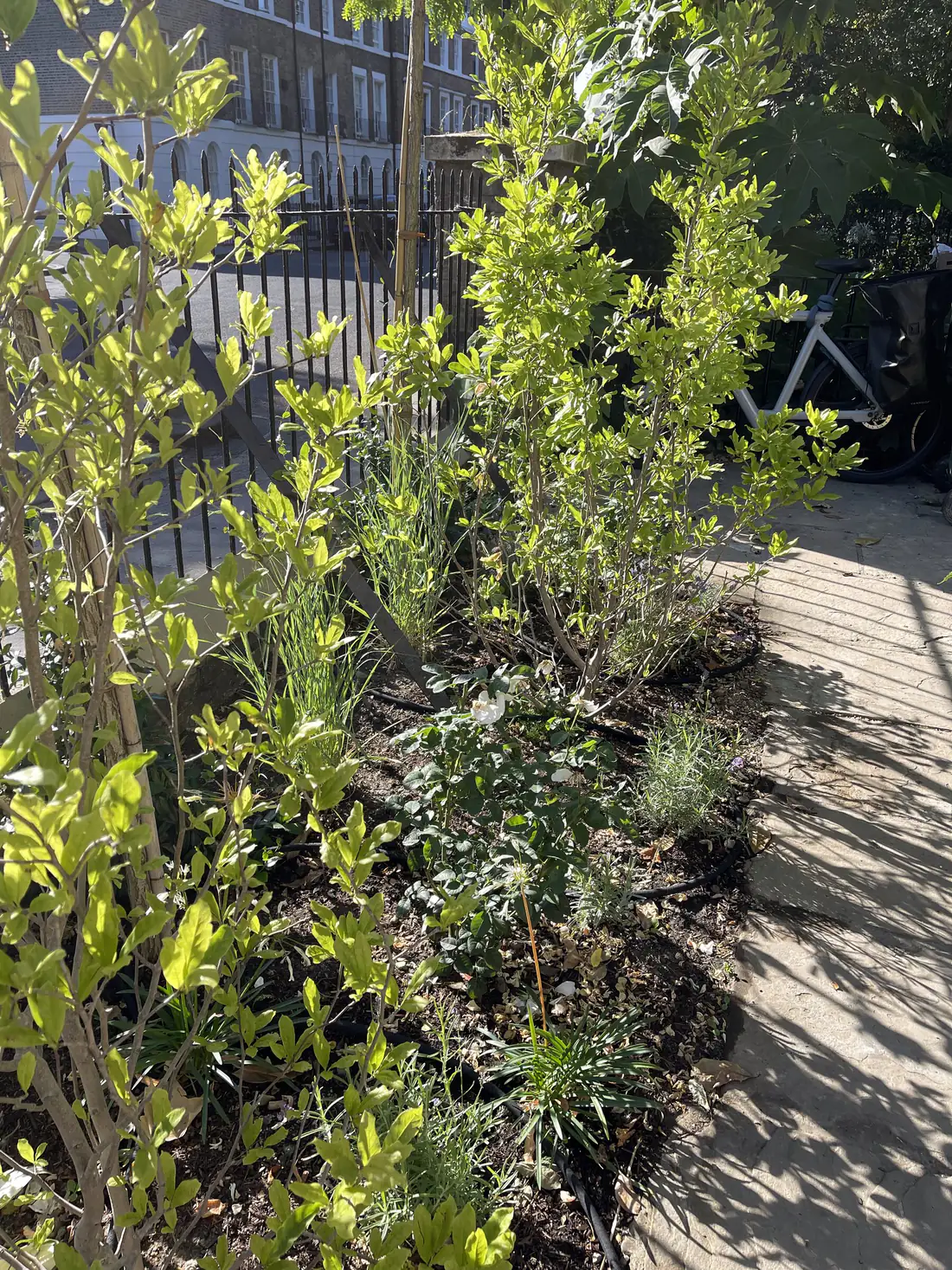 Black inline drip line laid through a planted front-garden border beside a paved path
