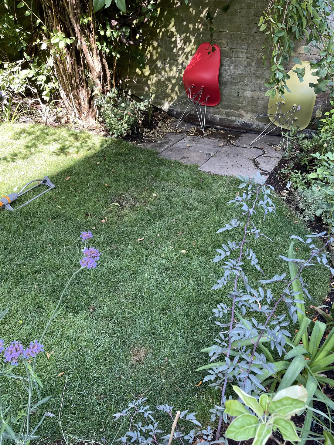 A small London lawn edged with lavender and verbena, dappled with shade