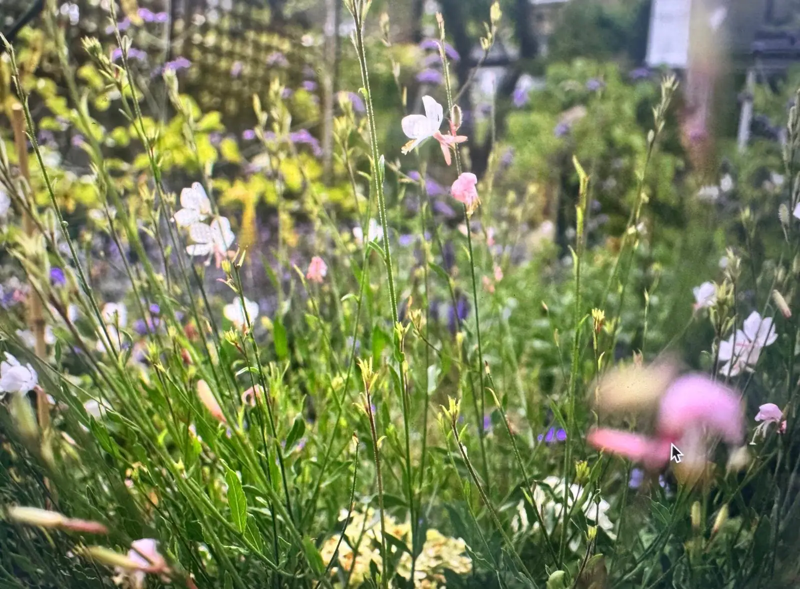 Gaura and perennial planting in soft evening light in a London garden