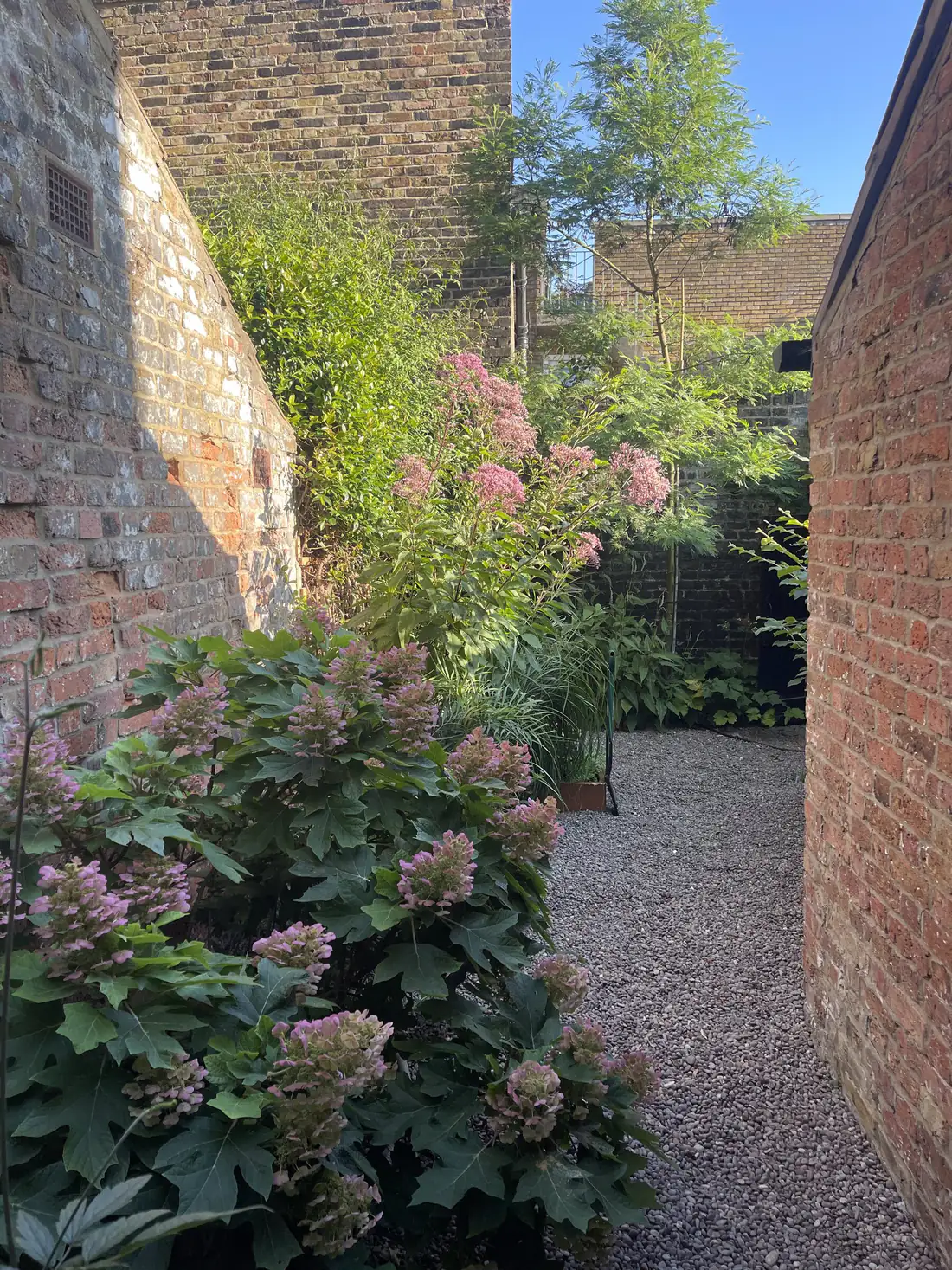 A narrow gravelled side return between brick walls, planted with oakleaf hydrangea