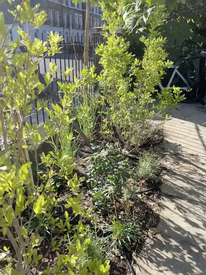 A newly planted London front garden with inline drip line laid through the bed